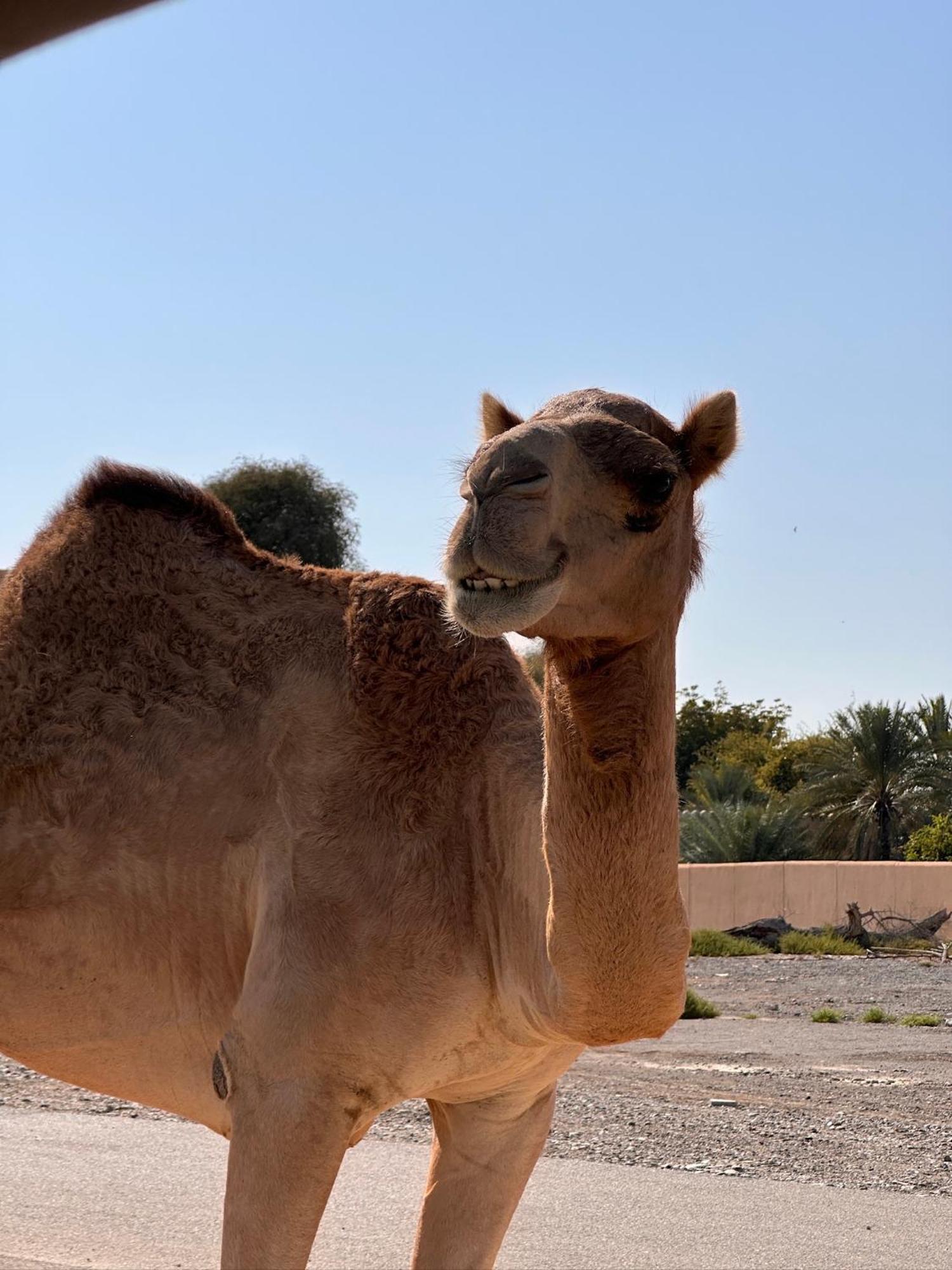 Lammah * Muscat
